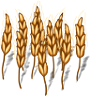 Wheat-plant-adult.png