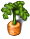 Carrot-plant-adult.png